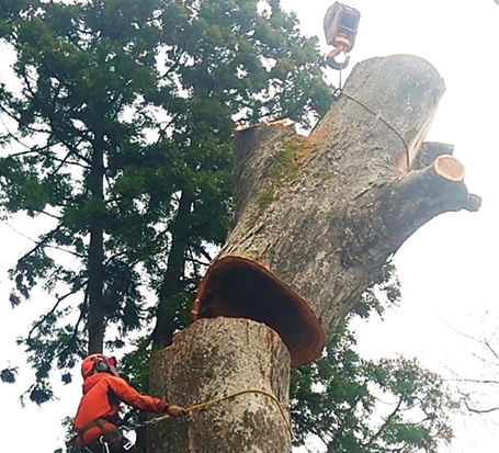 くびき野森林組合