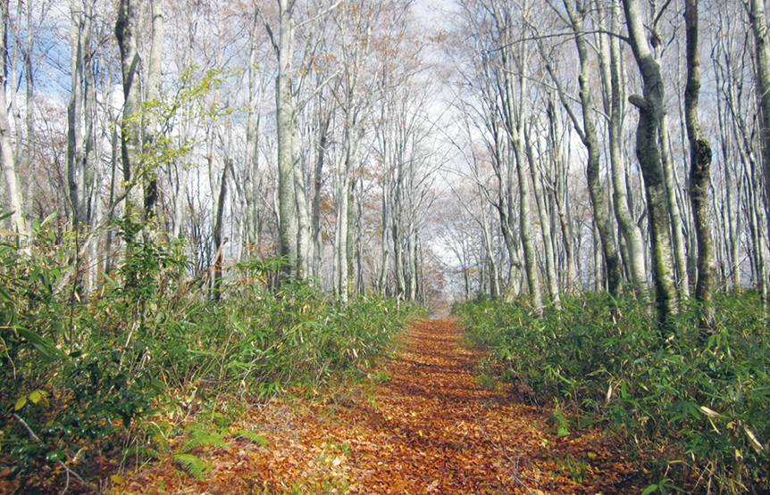 美しい自然の中で働ける仕事です